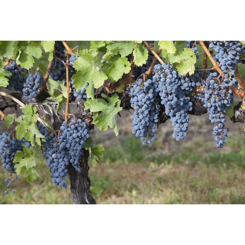 Canada, BC, Osoyoos Purple grapes in vineyards